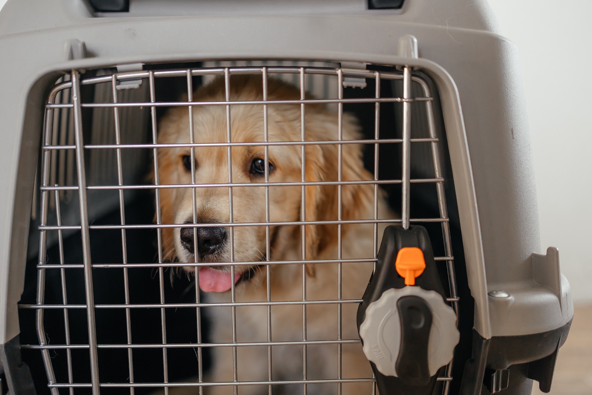 ペット用品まわり